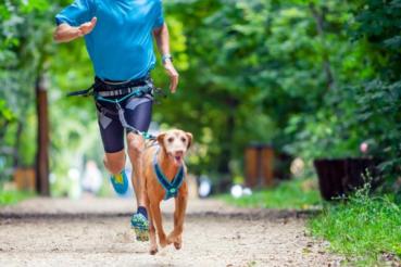 Musher Takotna Gürtel Canicross Laufgürtel Hüftgürtel